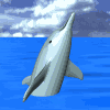 cute dolphin