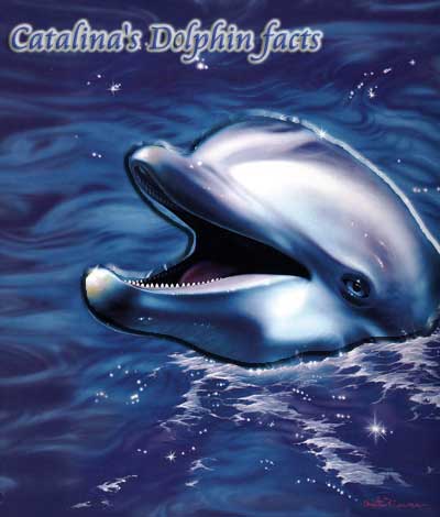Catalina's Dolphin facts Page