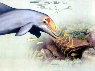 echolocation