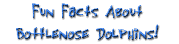Fun Facts